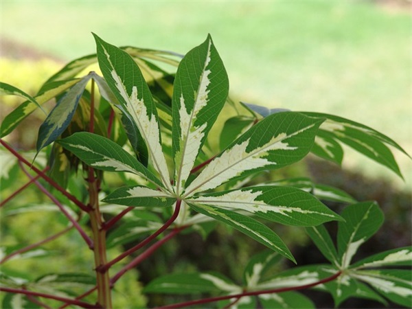 伤感文案照片(文案句子伤感照片)