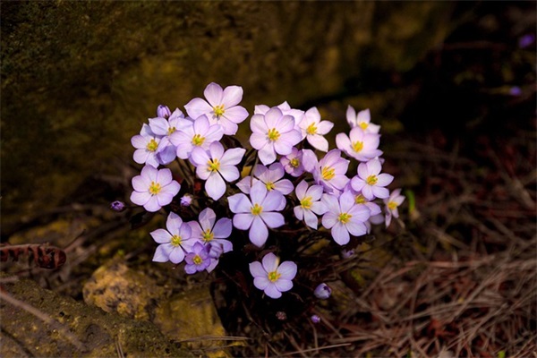 可爱调皮幽默句子(又萌又可爱的句子)