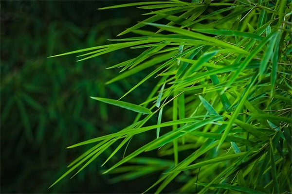 关于梦想的英语句子
