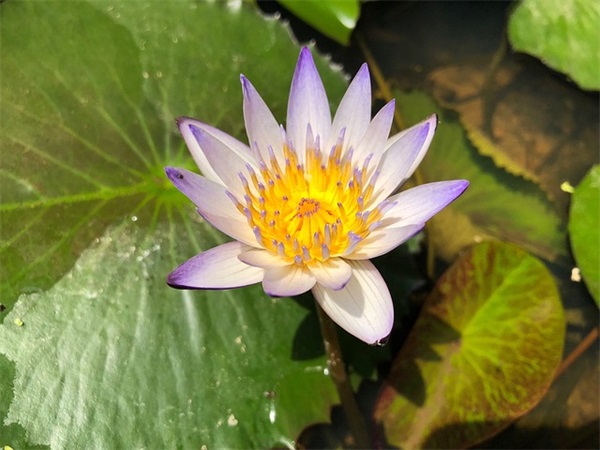 英语励志的句子160句