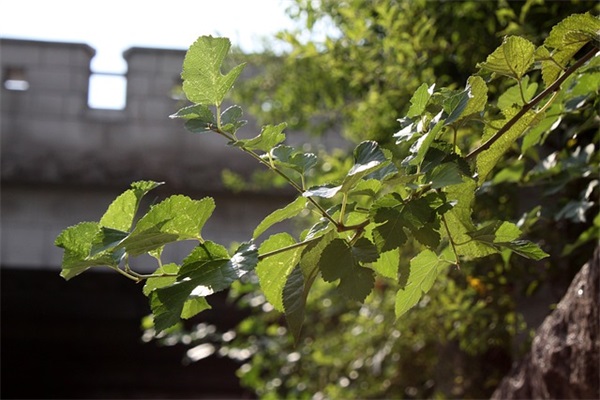 做了就不要后悔的句子 做错事后悔的句子