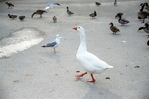 孤独非主流繁体字长网名(共136个)