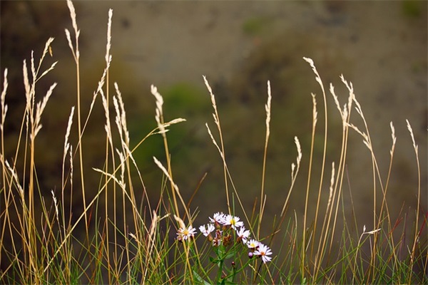 两字游戏id,小众可爱