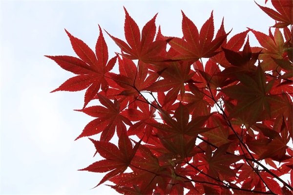 最火爆霸气的游戏名字