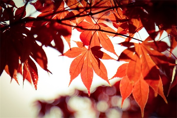 王者名字好听搞笑的id(精选122个)