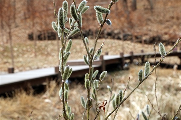 2026描写蒲公英的句子