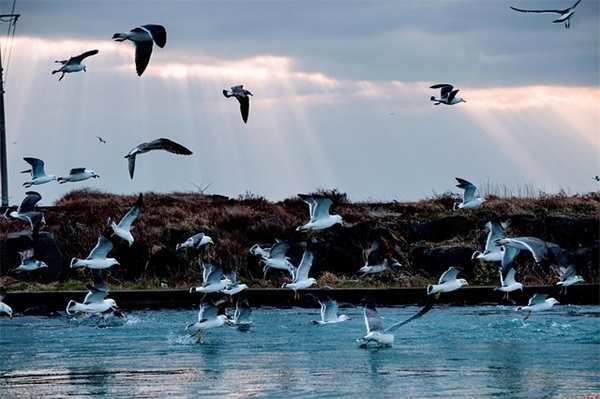 单身专用撩妹两个字网名(精选62个)