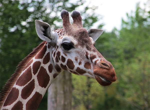 庆祝国庆节的简短句子摘录60条