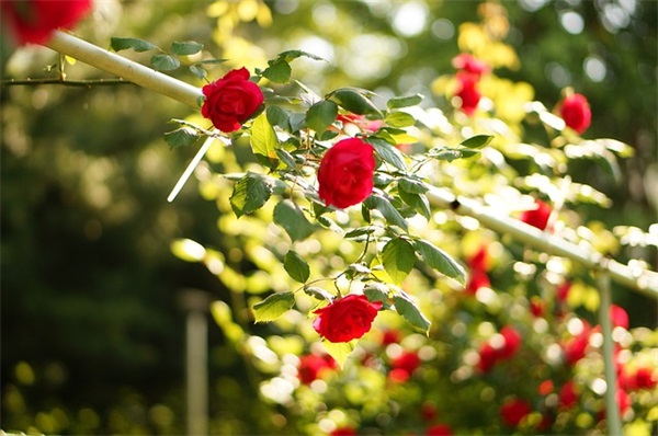 霸道总裁的句子经典语录30句