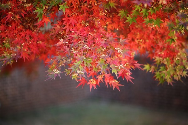 描写国庆节句子200句