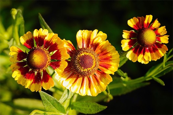 那些描写微风的优美句子有哪些 (合集50句)