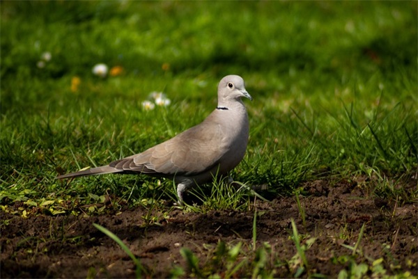 描写夜晚的优美句子