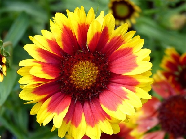 形容早起奋斗的句子