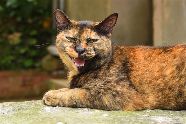 描写爱情幸福优美句子