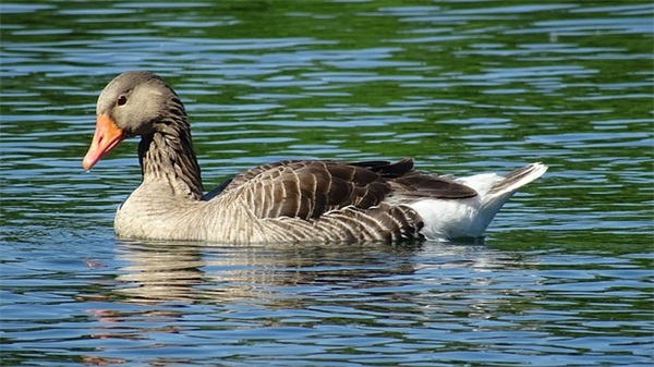 看透人情淡薄的句子 心情总是郁闷怎么办
