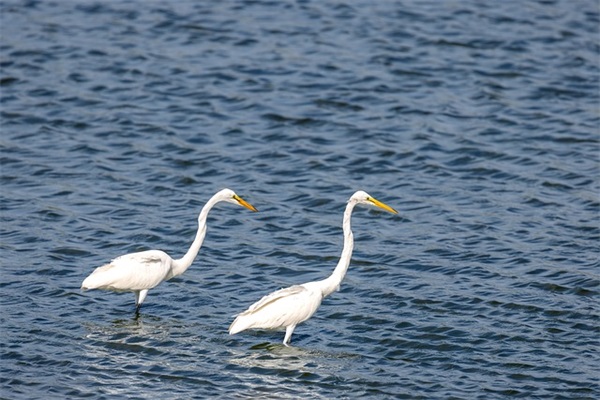 两个字叠字网名女生