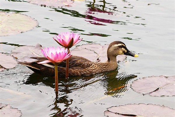 女生网名可爱带曦字