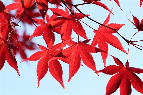 充满阳光正能量的句子80句