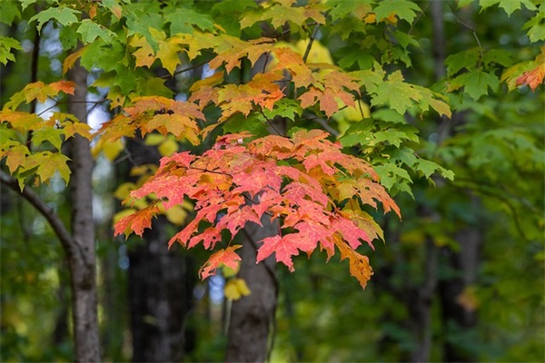 要下定决心做事的句子