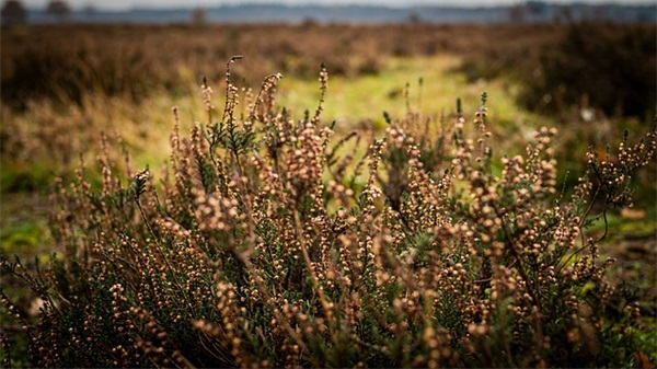 描写烧纸钱的句子