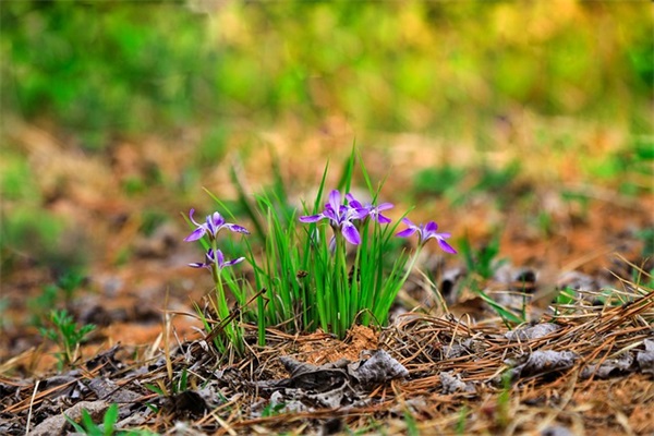 祈祷家人健康平安句子
