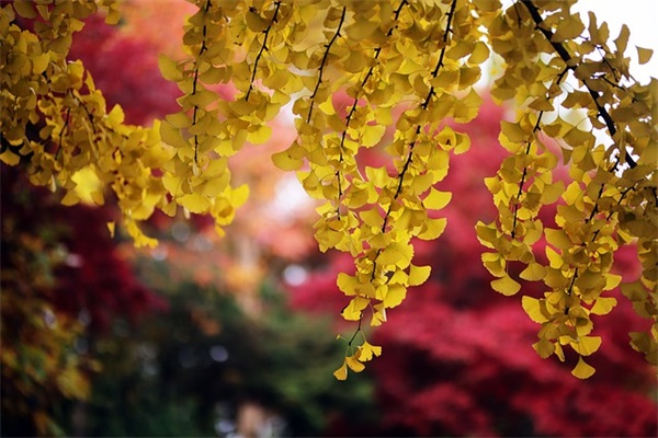 描写村庄房子的句子35句