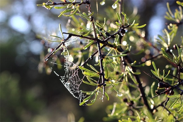 关于光棍节的伤感微信句子