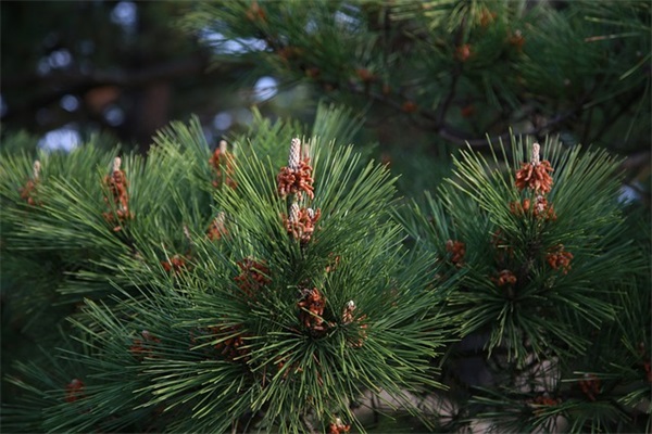 给女朋友的暧昧留言句子