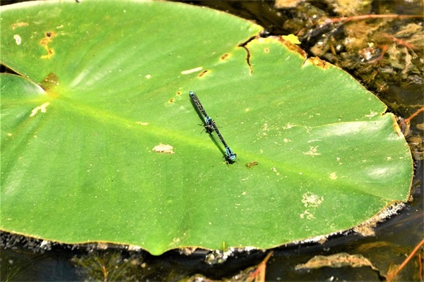 思念一个人的心情短语 思念却不能相见的句子