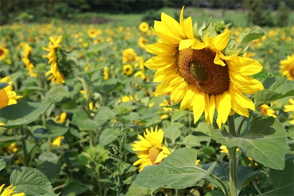 形容男人压力大的句子