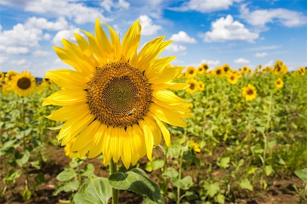 含蓄委婉表白的句子 对人表白的含蓄句子