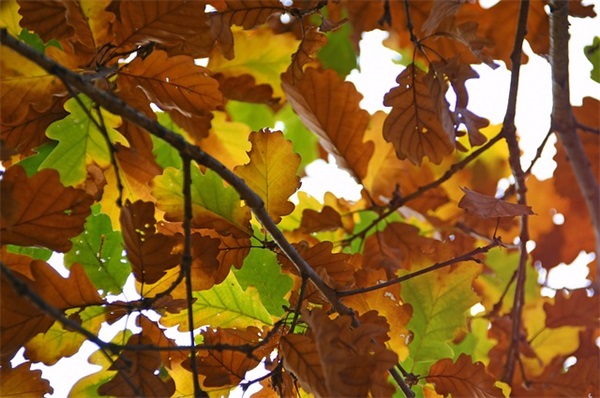 励志积极向上的句子89句