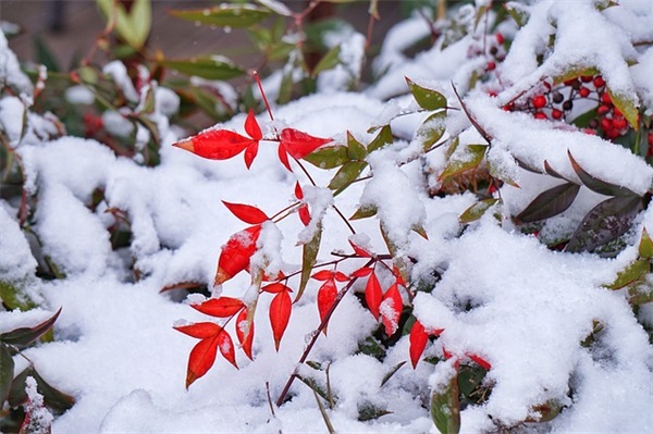 关于全球变暖英语作文范文共37篇