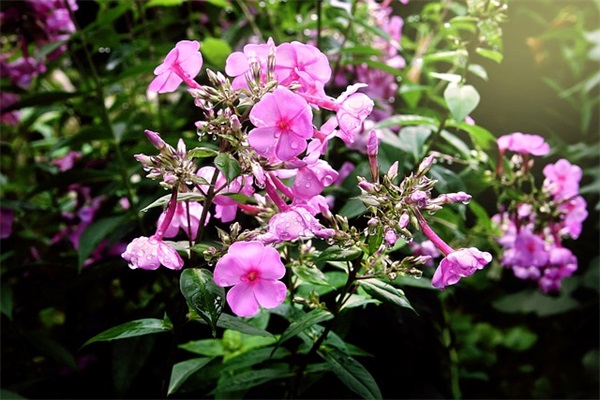 圣诞晚会闭幕词