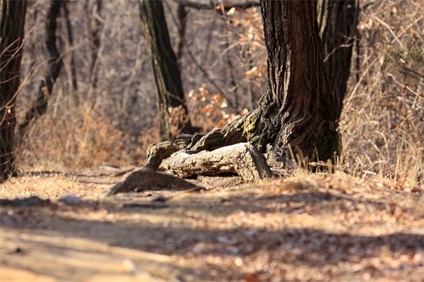 以追寻为话题作文