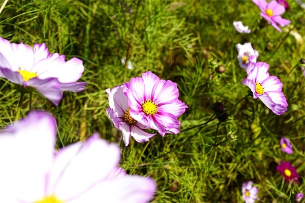 开学第一周周记