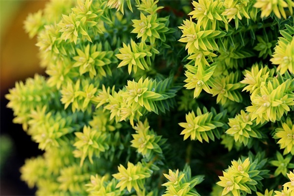 关于中国古典名著的歇后语大全