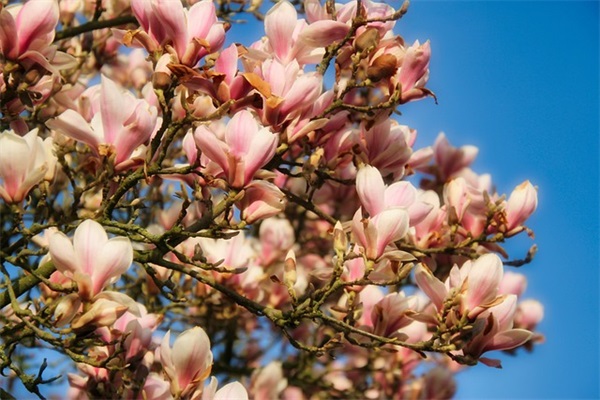 英雄岛游戏情侣名字推荐（又怂又可爱的英雄岛游戏情侣名字）