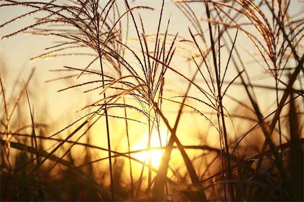 唯美诗意超好听淑女专用的微信网名(优选99个)