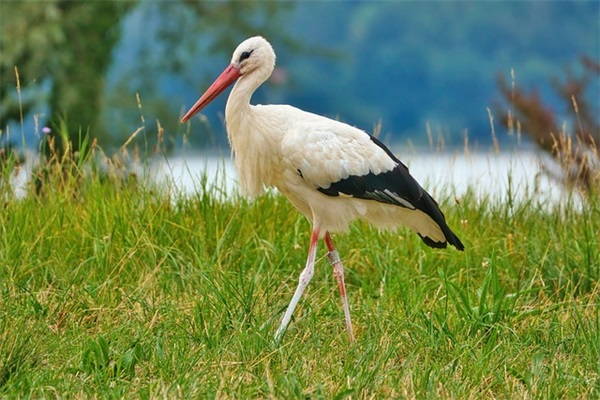 带对象id的情侣网名王者