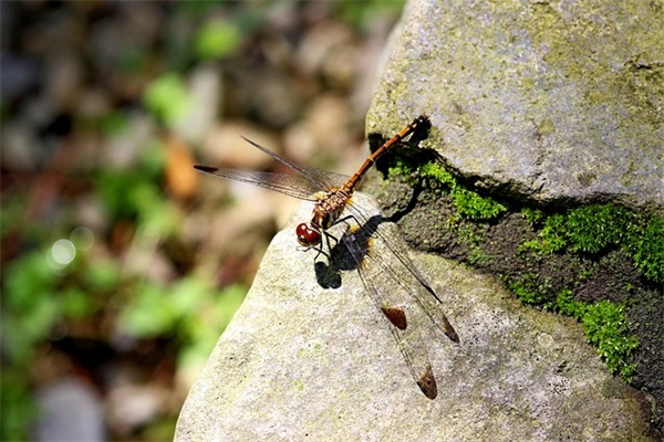 农村新型经济组织管理
