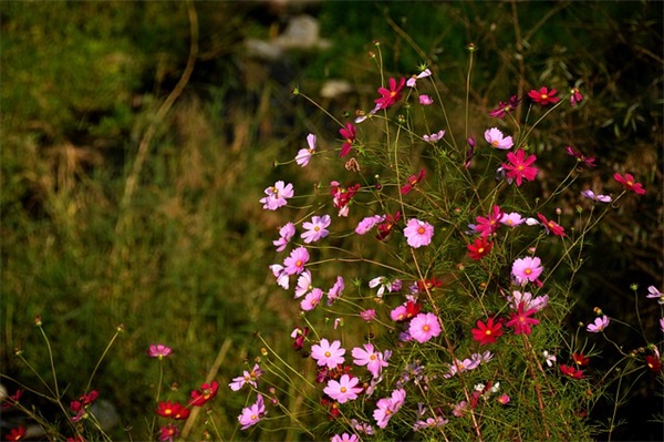 记梁任公先生的一次演讲