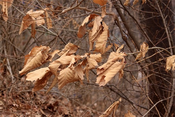 复活节的由来和习俗