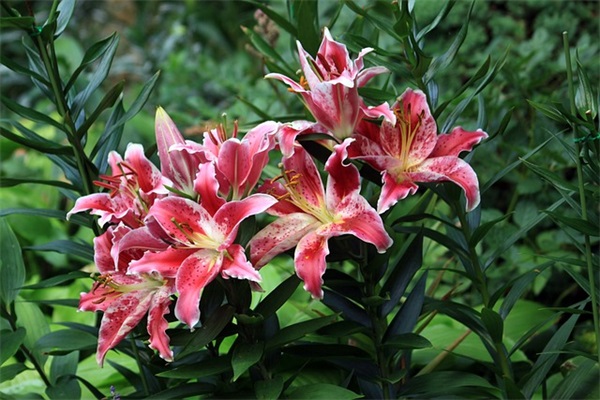 黄叶在秋风中飘落