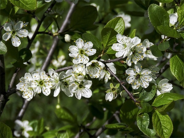 对共青团的认识