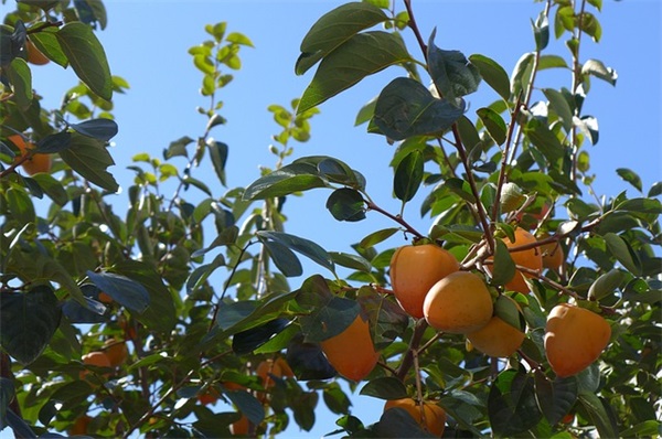 中学数学职称论文