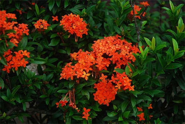 介绍信的标准写法