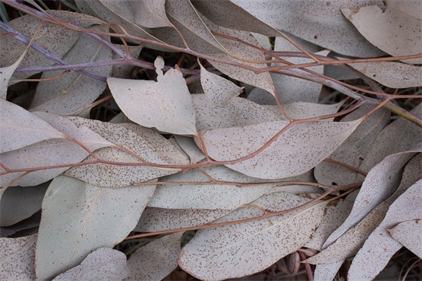 广场舞美丽七仙女是什么？怎么跳？有没有完整版教学视频？