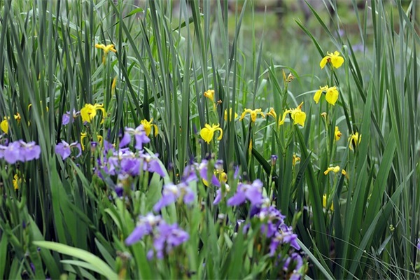 带木字旁的中年男网名