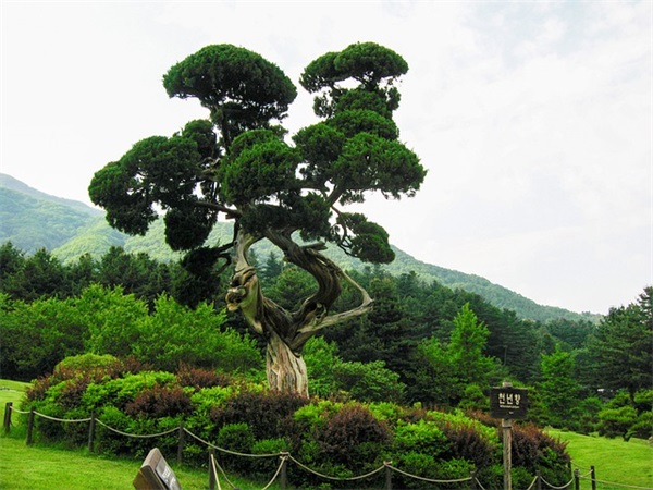 带木字的谐音网名女